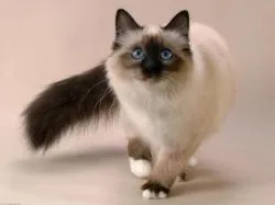 сиамски котки