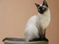 сиамски котки