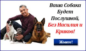 Кучето се страхува от други кучета