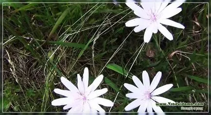 Scorzonera черен корен (снимка) засаждане, грижи и използване на сайта на градина, вила и стайни растения