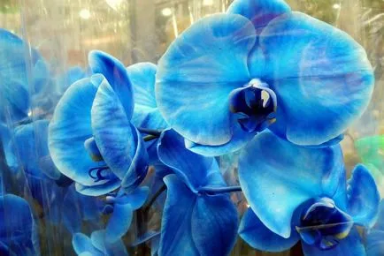 Blue и синьо Phalaenopsis орхидея грижи и отглеждане у дома