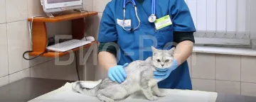 Тения в Котки - симптоми и лечение