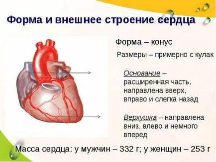 Структурата на човешкото сърце, неговата стени, функция и кръвообращението