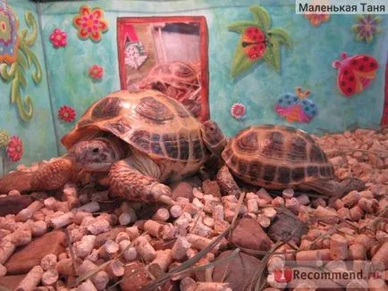 Костенурка - 
