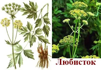 Сватба подписва булката (най-голямо внимание е един) Сватба подписва булката