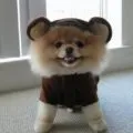 Видове Померания, decordog