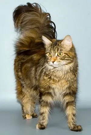Тези различни котки