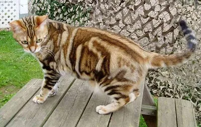 Тези различни котки