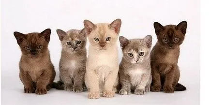 Тези различни котки