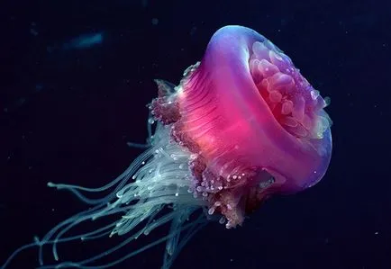 Тези различни медузи - медузи, морски животни, безгръбначни, опасни медузи
