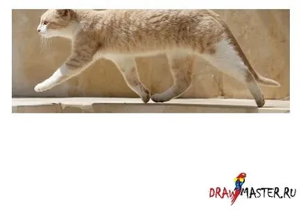 Научете се да се изготви котки