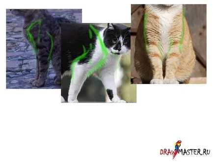 Научете се да се изготви котки