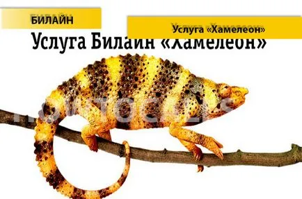 Услугата от Beeline Chameleon - изключен, връзката и описание на услугата на Beeline Хамелеона