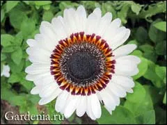 Venidium великолепен