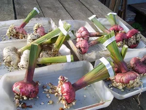 Отглеждане Gladiolus у дома, съвети за начинаещи