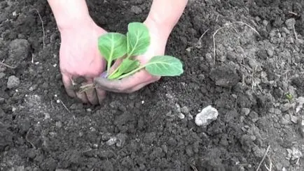 Отглеждане карфиол засаждане и грижи (снимка)