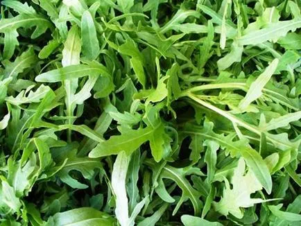 Отглеждане рукола в откритите полеви условия, култура, препоръчани сортове (рукола) Отглеждане рукола в отворено полеви условия, културата, препоръчани сортове