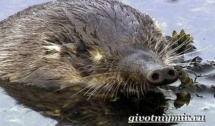 мускусен плъх животно