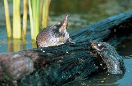 Muskrat - кратко описание, снимки и видео