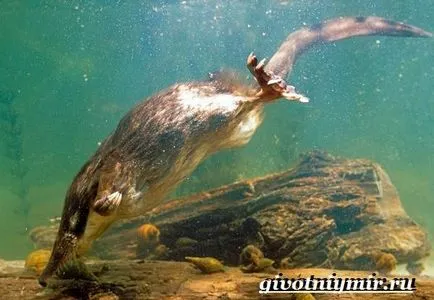 мускусен плъх животно