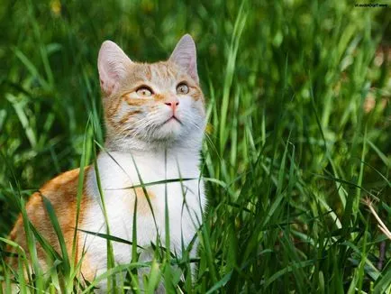 В това можете да играете с котка