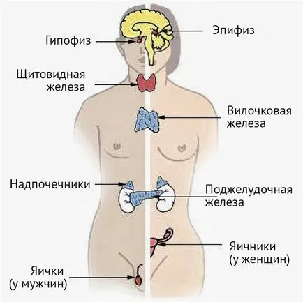 Доктор на щитовидната жлеза - името и защо е необходимо да знаем за него