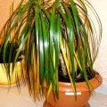 Yucca листата пожълтяват основните причини, фото и видео