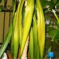 Yucca - пожълтяват и сухи листа (сухи жълти листа) Yucca - пожълтяват и сухи листа