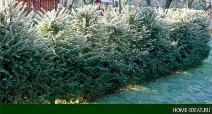 Иглолистни за Gardens снимка, име, вид и състав правила на иглолистни дървета в градината
