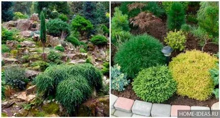 Иглолистни за Gardens снимка, име, вид и състав правила на иглолистни дървета в градината
