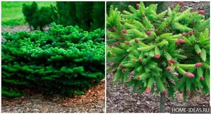 Иглолистни за Gardens снимка, име, вид и състав правила на иглолистни дървета в градината