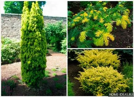 Иглолистни за Gardens снимка, име, вид и състав правила на иглолистни дървета в градината