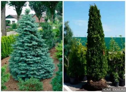 Иглолистни за Gardens снимка, име, вид и състав правила на иглолистни дървета в градината