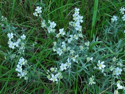 Звездица (tserastium) снимки и видове, засаждане и грижи за растенията