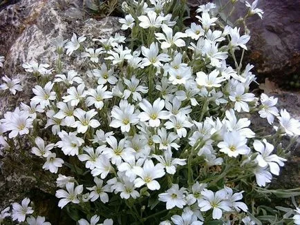 Звездица (tserastium) снимки и видове, засаждане и грижи за растенията