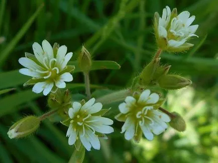 Звездица (tserastium) снимки и видове, засаждане и грижи за растенията