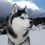 Как хъски казва