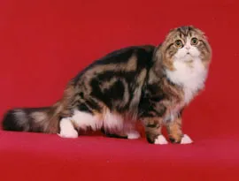 Сгънете котка снимки