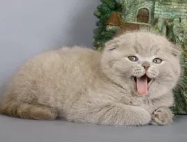 Сгънете котка снимки