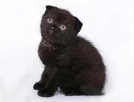 Сгънете котка снимки