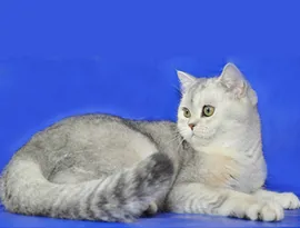 Сгънете котка снимки