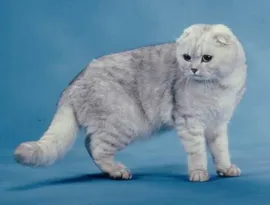 Сгънете котка снимки