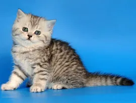 Сгънете котка снимки
