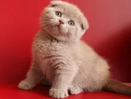 Сгънете котка снимки