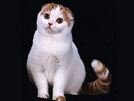 Сгънете котка снимки