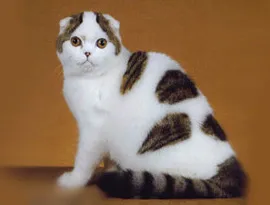 Сгънете котка снимки