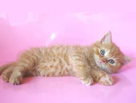 Сгънете котка снимки
