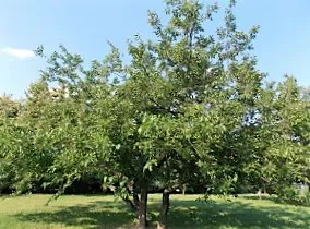 Какви Бери черница