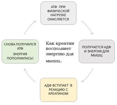 Това, което прави креатин