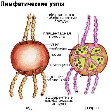 Възпалени лимфни възли отколкото лечение